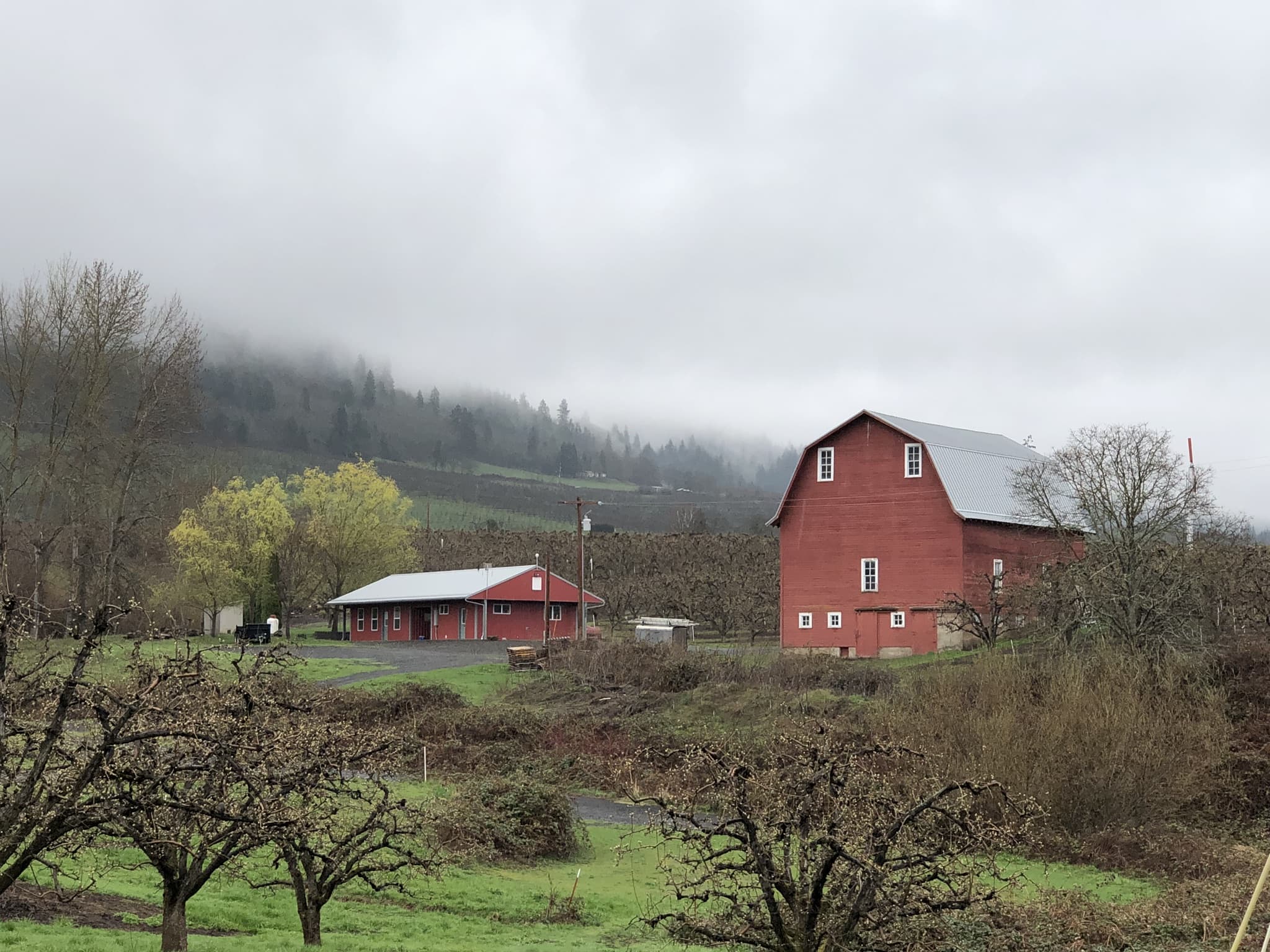 Apple orchard with classic red barns in Hood River, Oregon