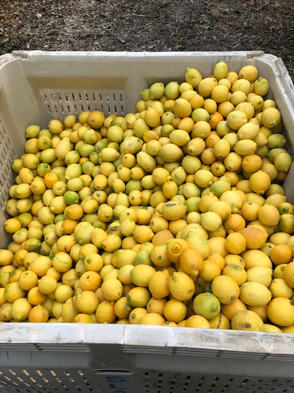 A massive harvest bin overflowing with lemons, real agricultural experience