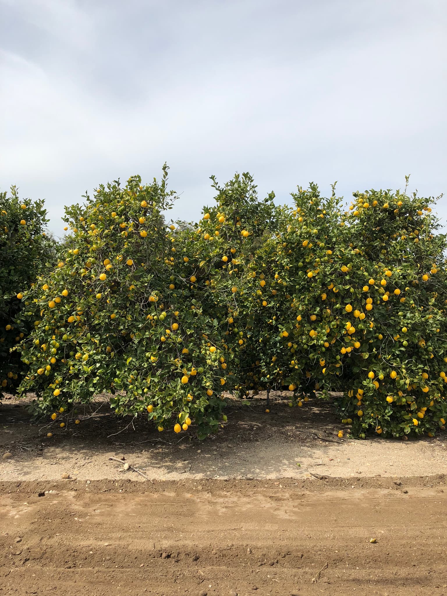 Lemon orchards in full production — the founder's lived farming experience