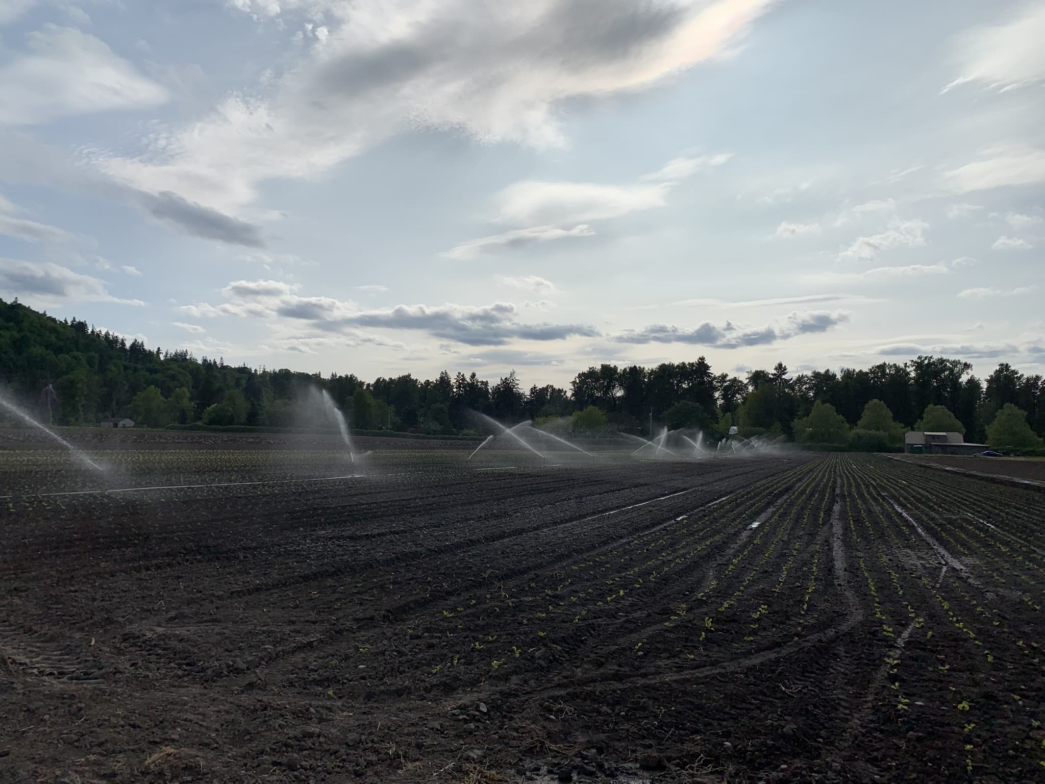 Young lettuce seedlings taking their first irrigation