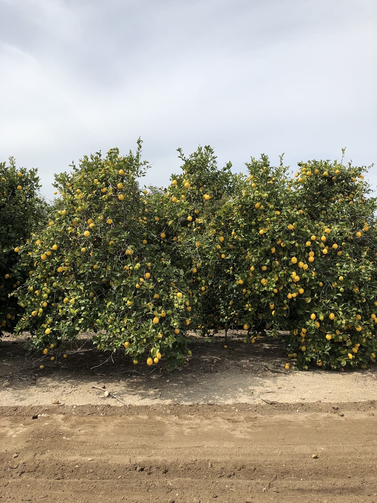 Lemon orchard rows in Oxnard, California
