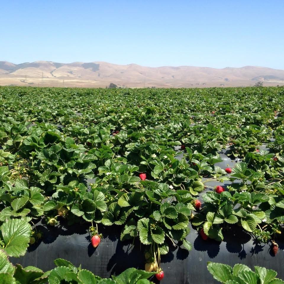 Strawberry field stretching across the Santa Maria Valley of California