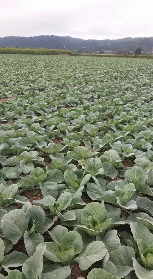 Rows of cabbage stretching toward wooded hills on Sauvie Island, Oregon