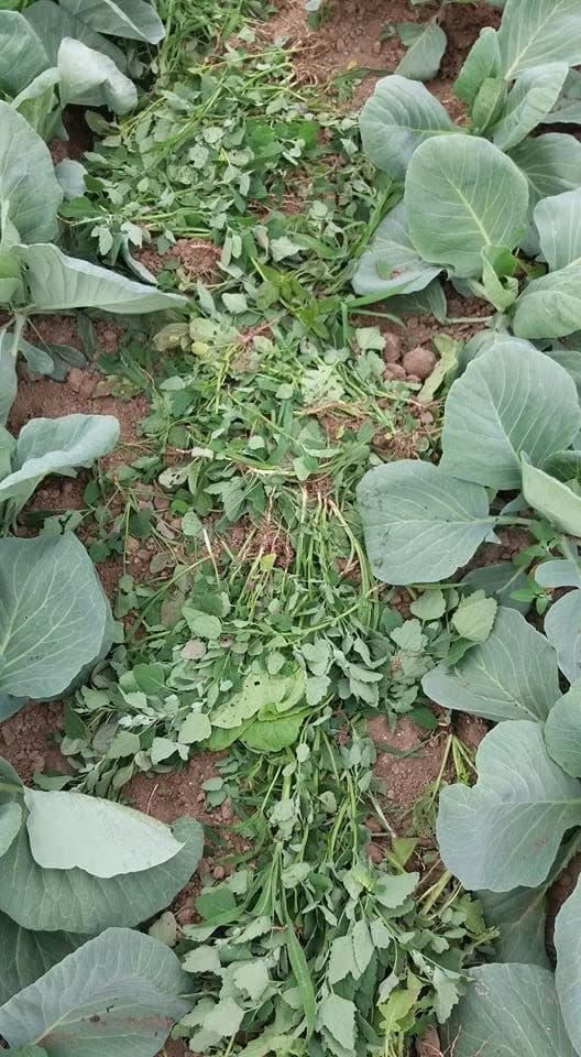 Weeds cleared by hand and left lying between rows of cabbage on Sauvie Island, Oregon