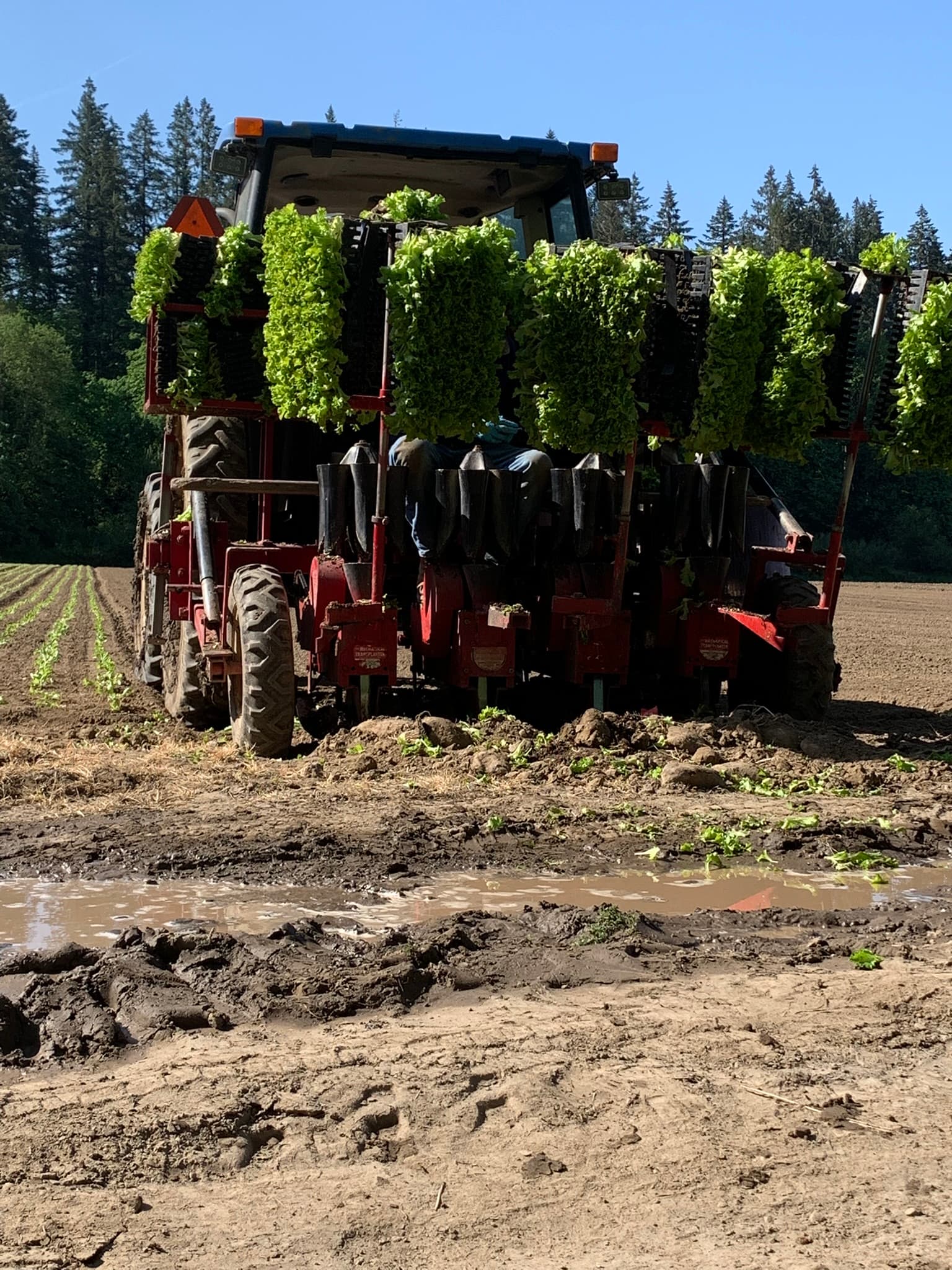 Tractor planting leafy greens in a muddy field — real agricultural roots