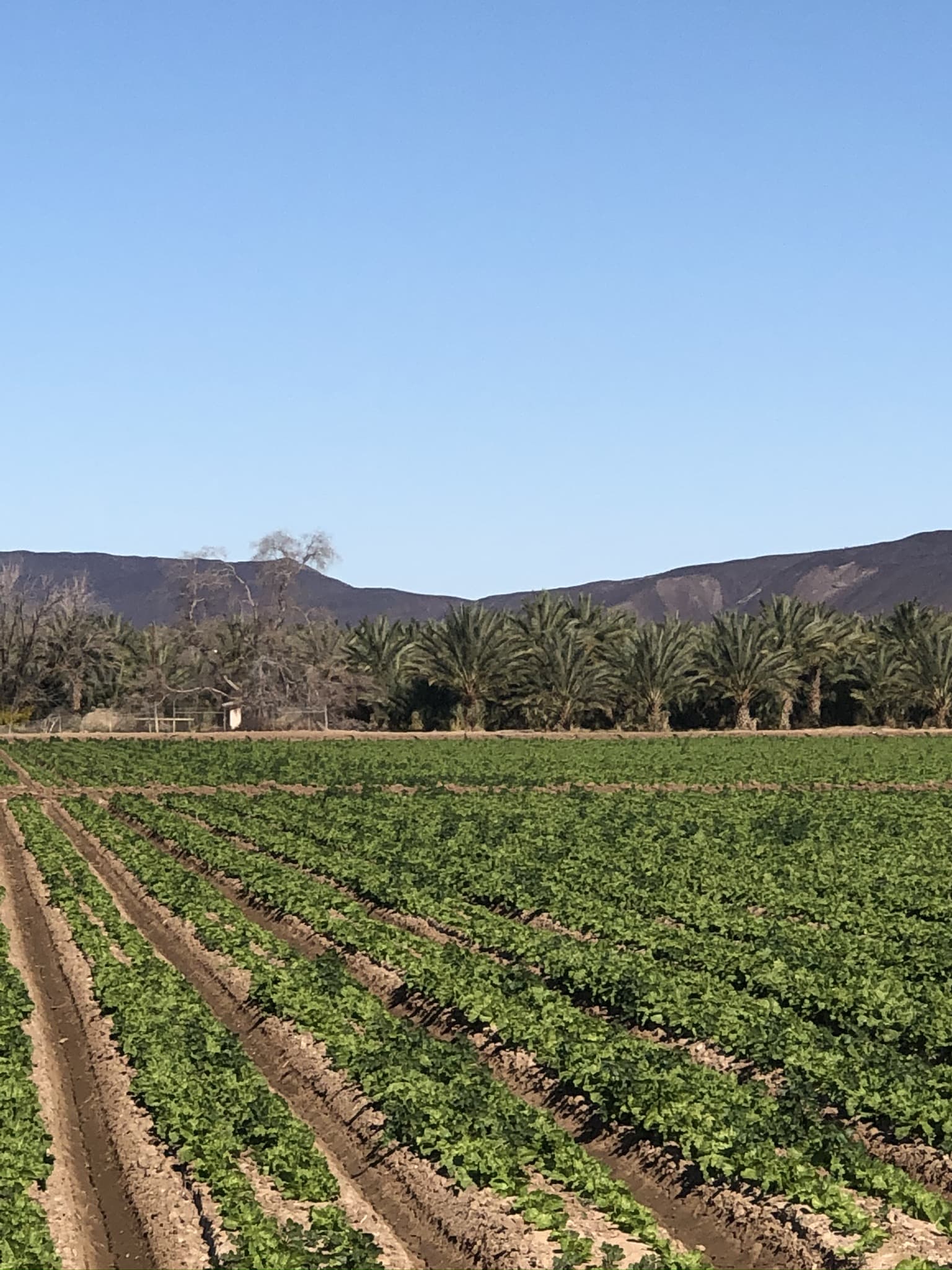 Wide rows of lettuce growing in Yuma, Arizona under desert sun